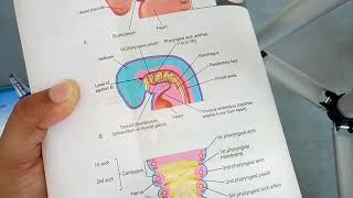 RESPIRATORY SYSTEM development complete explanation part 1 [upl. by Auqinom]