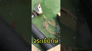 จระเข้ยักษ์ video viral viralvideo viralshorts shorts [upl. by Kathleen838]