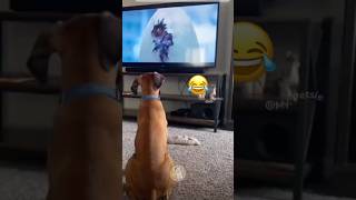 When Dogs Think TV is Real Life 😂🐾 MyPetsie [upl. by Birkle]