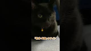 どんな気持ち？教えてジジ 保護猫 ねことの暮らし [upl. by Yebba]