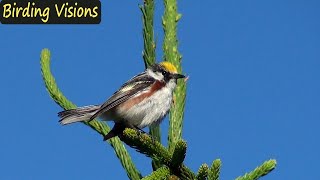 Song of Chestnutsided Warbler  Mt Rogers  Birds of Virginia [upl. by Enined]