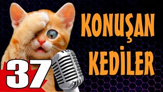 Konuşan Kediler 37  En Komik Kedi Videoları [upl. by Ellynad]