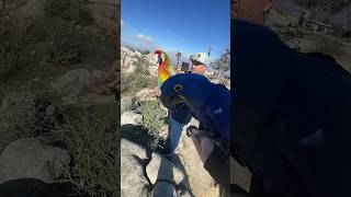 Hyacinth Macaw Free Flying with Verdi MACAW Shorts [upl. by Cuthburt]