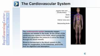 Intro to the Human Body  The Organ System of the Human Body [upl. by Orual]