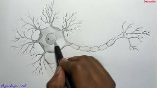 Neuron cell drawing easily Biology diagram class 9 amp 10  How to draw Neuron [upl. by Enyaz401]