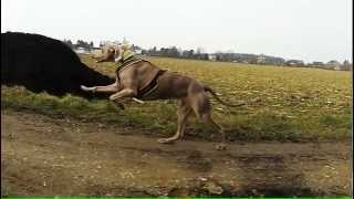 Weimaraner bei 25kmh in SuperSlowmotion zu sehen nonverbale Kommunikation mit anderen Hunden [upl. by Carthy]