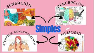 Introducción a la Psicología Procesos Cognitivos [upl. by Aratahc]