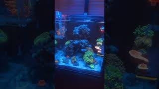 My 15 gallon Reef Cyphastrea and bowerbanki added😁 coral reeftank reef clownfish [upl. by Mcquillin]