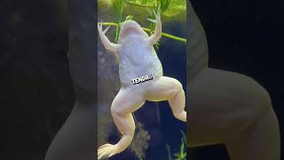 Ranas albinas ¡Creciendo 🐸😮 aquarium pezbetta fishaquarium acuario acuariofilia acuarismo [upl. by Htor896]