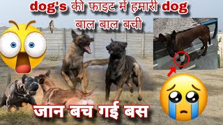 Dogs की Fight में हमारी एक Female डॉग को Injure हो गई। belgianmalinois dog dogbreed [upl. by Trinetta]