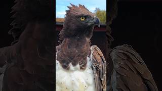 Crazy peregrine falcon attacking mood 😧👑🦅 YouTubeshorts falconattack fyp [upl. by Nuncia]