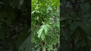 Wrightia tinctoria a medicinal tree of Odisha used [upl. by Ardnuasac847]