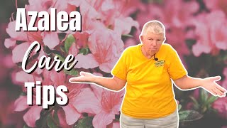 Azalea Care Tips  How to Plant Azaleas [upl. by Jarrell]