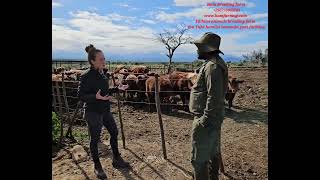 See cattle and sheep feedlot and It was Aworded as the best butchery is south africa value chain [upl. by Allen162]