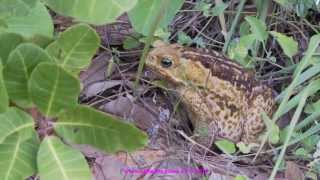 103 Cane Toads Bufo marinus in their natural environment Brazil [upl. by Dust90]