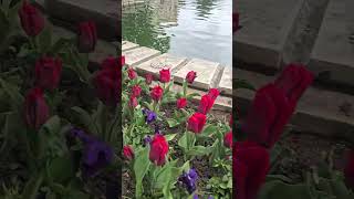 dolmabahçe palace travel istanbul garden fountain turkey travelvlog historical shorts [upl. by Nessej267]