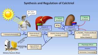 Calcium and Phosphate Metabolism [upl. by Poirer]