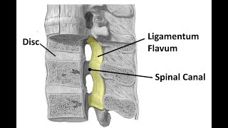 Anatomy of the Ligamentum Flavum [upl. by Hamann]