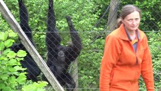 Siamang gibbons singing [upl. by Elyssa]