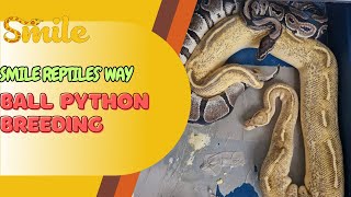 Ball Python Breeding  The Smile Reptiles Way [upl. by Manon]