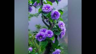 Flowers Photograph  Nature s Flower Wallpaper  Whatsapp Dp Image [upl. by Gardell]