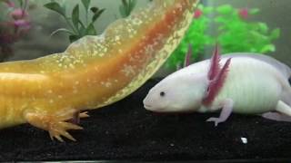 Axolotls breeding [upl. by Eelsel257]