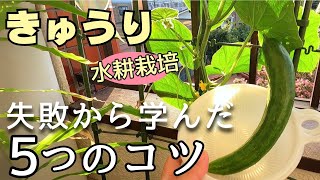 【きゅうり水耕栽培】５か月間の栽培で学んだ収穫へのコツとは？！〜ベランダ省スペース栽培 [upl. by Archie]