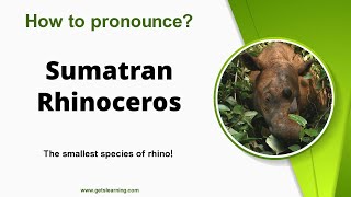 How to pronounce Sumatran Rhinoceros in English correctly [upl. by Lehcsreh]