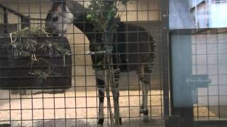 オカピ（上野動物園）：Okapi Ueno Zoo [upl. by Ardnikat455]