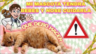 COMO SABER SI MI GATA ESTA EMBARAZADA  TIPS CUIDADOS ALIMENTACION Y PELIGROS  SOYPHANTON [upl. by Kermie]