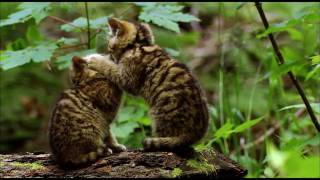 Der Harz Wildkatzen HD [upl. by Balas503]