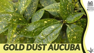 GOLD DUST AUCUBA  An Educational Dive into the Striking Foliage of Aucuba japonica Variegata [upl. by Ahsatsan]