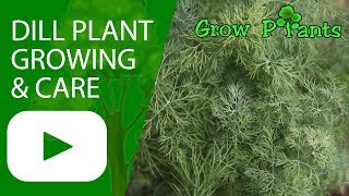 Dill plant  growing amp care [upl. by Aletta]