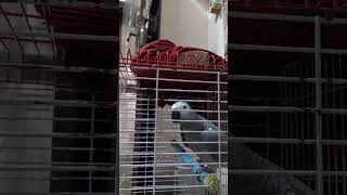 Open door lock carlock smokeytheparrot birds africanparrots birdsounds talkingbird [upl. by Naedan]