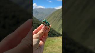 silverring dioptase кольцоизсеребра диоптаз ვერცხლი დიოპტაზი ვერცხლი925 [upl. by Norry]