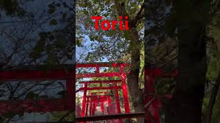 Japanese torii gate japanlife [upl. by Amor]