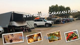 WINTERSUN CARAVAN PARKII CARNARVON II WESTERN AUSTRALIAII CAMPING EXPERINCE [upl. by Ahsela]