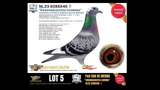 LOT 5 VAN DE MERWE 2024 [upl. by Eilsel605]