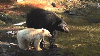 The sound of a young spirit bear cub cooing with its mother [upl. by Weisburgh]