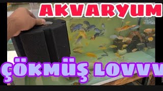 AKVARYUMDA SİSTEM ÇÖKMÜŞ LOVVV [upl. by Irneh]