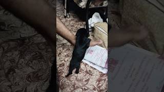 My kulla vaathu 😂 apt reels pets dogs puppy doglover funny cute viral like [upl. by Cath]