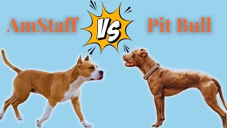 No an Amstaff is NOT a Pitbull [upl. by Javler]