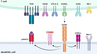 Types of Immune Cell Receptors [upl. by Ahsikahs522]