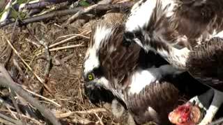 Dyfi Osprey Project • Live Stream  terrible footage FIND FEEDING PLEASE [upl. by Aenel160]