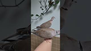 2 Super friendly Wild Ringneck Doves available for sale [upl. by Tini266]