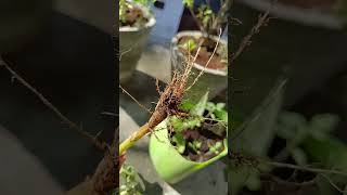 Types of roots  tap root or fibrous root nature trending shorts ytshorts roots [upl. by Ardnasak]