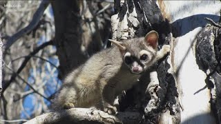 Rare ringtail cat spotted in Twin Falls [upl. by Ahsenit]