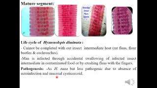 Family Hymenolepididae Hymenolepis nana H diminuta H carioca H lanceolate [upl. by Norraj43]