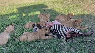 ngorongoro crater [upl. by Nenney830]