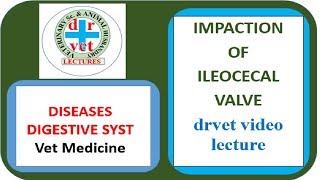 Impaction of ileocecal valve video by drvet [upl. by Zillah]